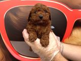 Dark Red Browne Toy Poodle Bebekleri̇mi̇z