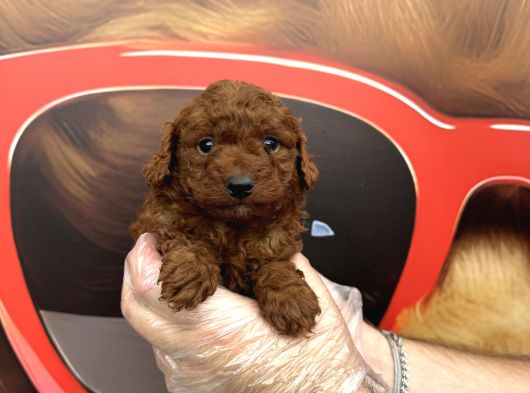 Dark Red Browne Toy Poodle Bebekleri̇mi̇z görsel