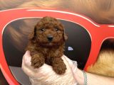 Dark Red Browne Toy Poodle Bebekleri̇mi̇z