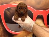 DARK RED BROWNE TOY POODLE BEBEKLERİMİZ