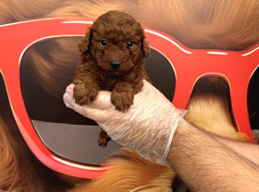 DARK RED BROWNE TOY POODLE BEBEKLERİMİZ