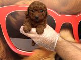 Dark Red Browne Toy Poodle Bebekleri̇mi̇z