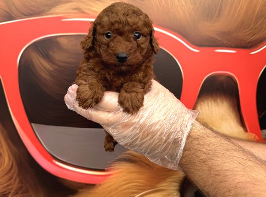 Dark Red Browne Toy Poodle Bebekleri̇mi̇z görsel