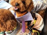 Toy Poodle Çiftleştirme Istanbul Kadıköy