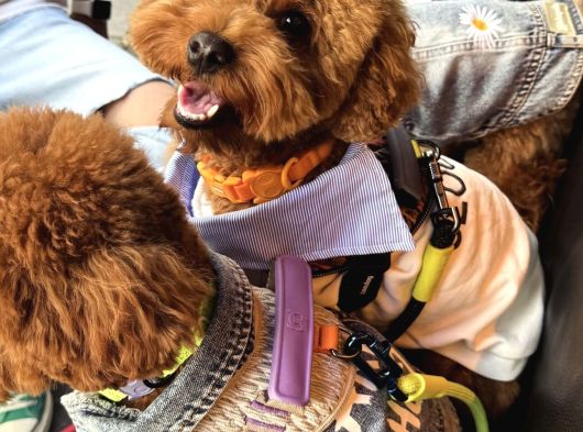 Toy Poodle Çiftleştirme Istanbul Kadıköy görsel