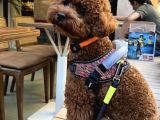 Toy poodle çiftleştirme istanbul kadıköy