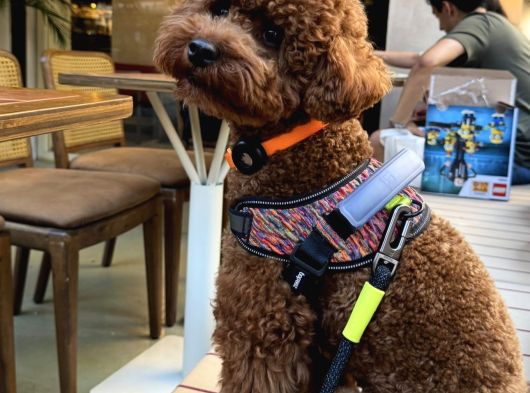 Toy Poodle Çiftleştirme Istanbul Kadıköy