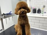 Toy Poodle Çiftleştirme Istanbul Kadıköy