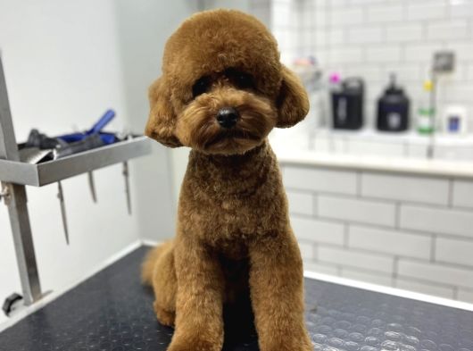 Toy Poodle Çiftleştirme Istanbul Kadıköy görsel