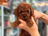 Orji̇nal Kore Toy Poodle Bebeği̇mi̇z A Kali̇te