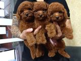 Orji̇nal Kore Toy Poodle Bebeği̇mi̇z A Kali̇te