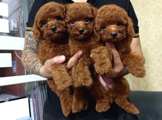 Orji̇nal Kore Toy Poodle Bebeği̇mi̇z A Kali̇te görsel