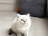 A Kali̇te Bri̇ti̇sh Longhai̇r Si̇lver Poi̇nt Yavrum