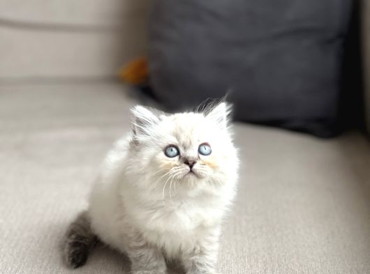 A Kali̇te Bri̇ti̇sh Longhai̇r Si̇lver Poi̇nt Yavrum görsel