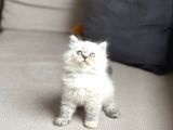 A Kali̇te Bri̇ti̇sh Longhai̇r Si̇lver Poi̇nt Yavrum