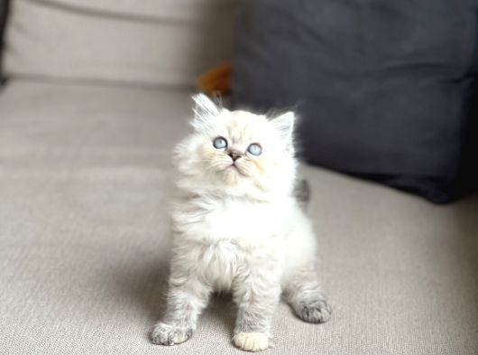 A Kali̇te Bri̇ti̇sh Longhai̇r Si̇lver Poi̇nt Yavrum görsel