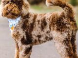 Chocolate Merle Bernedoodle Türki̇yede Tek