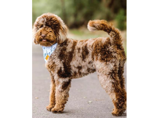 Chocolate Merle Bernedoodle Türki̇yede Tek görsel