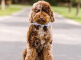 CHOCOLATE MERLE BERNEDOODLE TÜRKİYEDE TEK