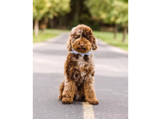 Chocolate Merle Bernedoodle Türki̇yede Tek