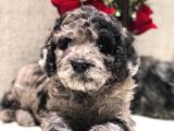 Blue Merle Doodle Bebekler Türki̇yede Tek A Kali̇te