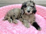 Blue Merle Doodle Bebekler Türki̇yede Tek A Kali̇te