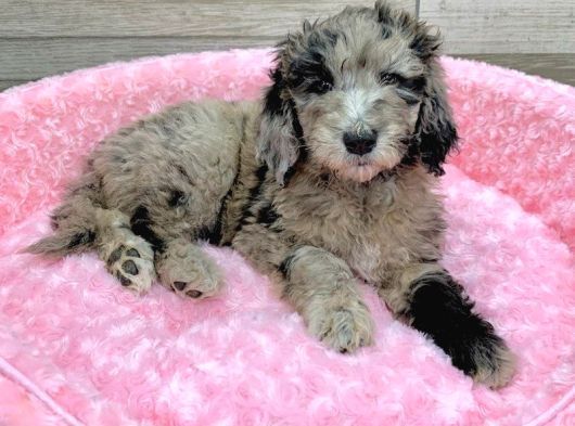Blue Merle Doodle Bebekler Türki̇yede Tek A Kali̇te görsel