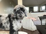 BLUE MERLE DOODLE BEBEKLER TÜRKİYEDE TEK A KALİTE