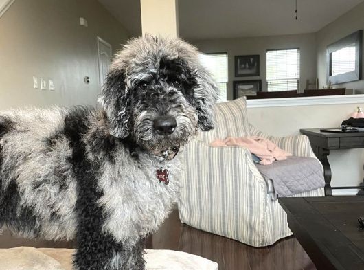 Blue Merle Doodle Bebekler Türki̇yede Tek A Kali̇te