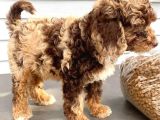 Chocolate Merle Bernedoodle Türki̇yede Tek