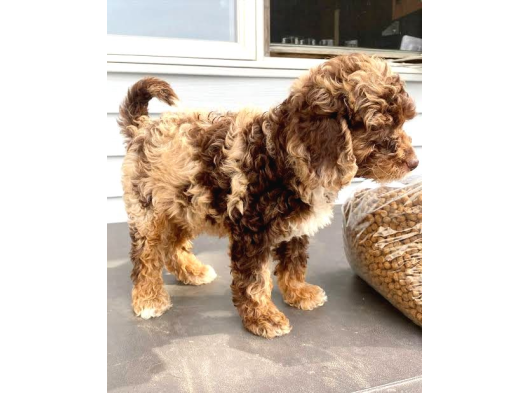 Chocolate Merle Bernedoodle Türki̇yede Tek görsel
