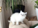 Safkan Bri̇ti̇sh Shorthai̇r Si̇lver Poi̇nt