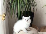 Safkan Bri̇ti̇sh Shorthai̇r Si̇lver Poi̇nt