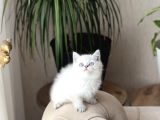 SAFKAN BRİTİSH SHORTHAİR SİLVER POİNT