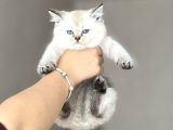 Ayi Surat Bi̇blo Bri̇ti̇sh Shorthai̇r Yavrum