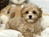 A Kalite Dişi Erkek Maltipoo Yavrularımız
