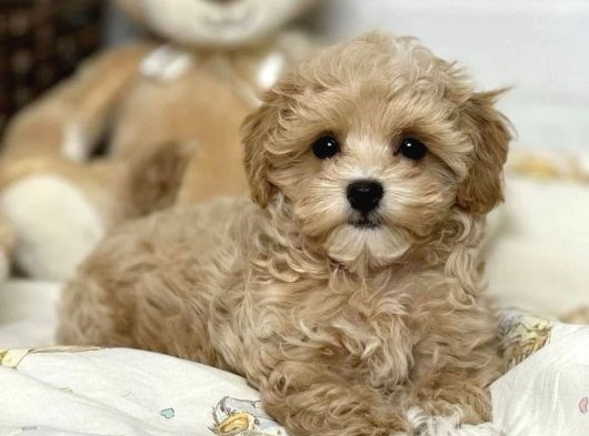 A Kalite Dişi Erkek Maltipoo Yavrularımız görsel