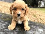 A Kalite Dişi Erkek Maltipoo Yavrularımız