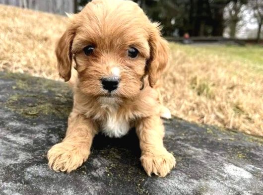 A Kalite Dişi Erkek Maltipoo Yavrularımız görsel