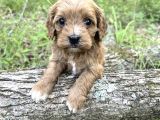 A Kalite Dişi Erkek Maltipoo Yavrularımız