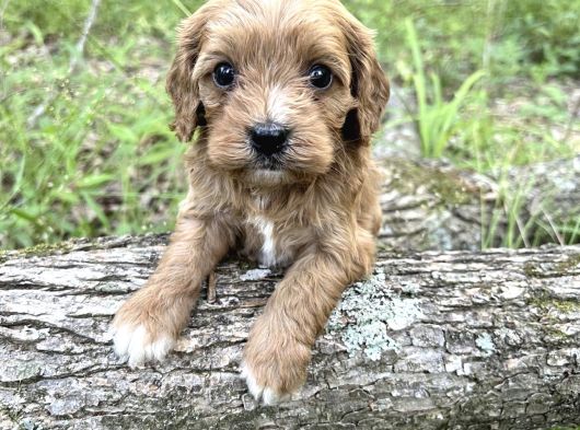 A Kalite Dişi Erkek Maltipoo Yavrularımız görsel
