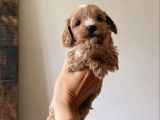 A kalite dişi erkek maltipoo yavrularımız