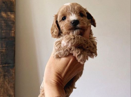 A Kalite Dişi Erkek Maltipoo Yavrularımız