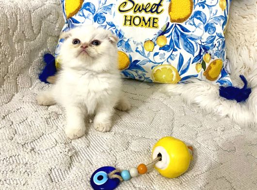 Kaliteli Ayı Kafa Şanslı Olana görsel