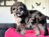 MERLE MİNİ BERNEDOODLE BEBEKLER NADİR EENK