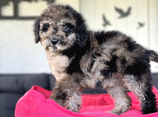 Merle Mi̇ni̇ Bernedoodle Bebekler Nadi̇r Eenk