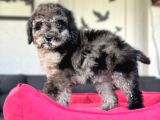 Merle Mi̇ni̇ Bernedoodle Bebekler Nadi̇r Eenk