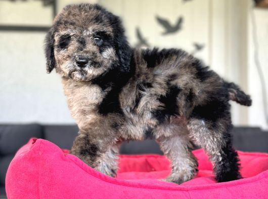 Merle Mi̇ni̇ Bernedoodle Bebekler Nadi̇r Eenk görsel