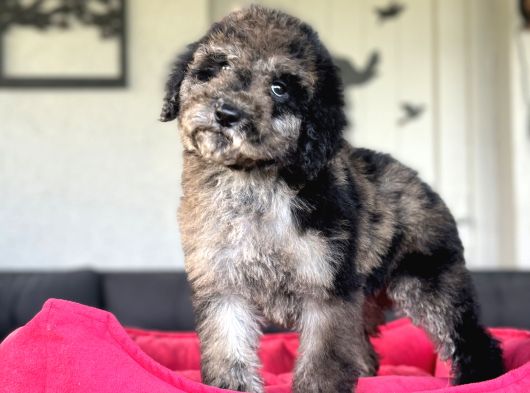 Merle Mi̇ni̇ Bernedoodle Bebekler Nadi̇r Eenk görsel