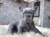 EGZOTİK FRENCH BULLDOG YAVRULARIMIZ HARİKA RENKLER VE ANATOM